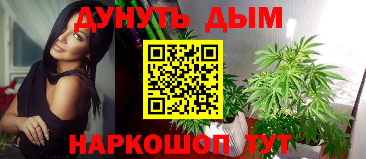 Бошки Шишки планчик  Канабис сатива  Кириши  Вход с VPN 